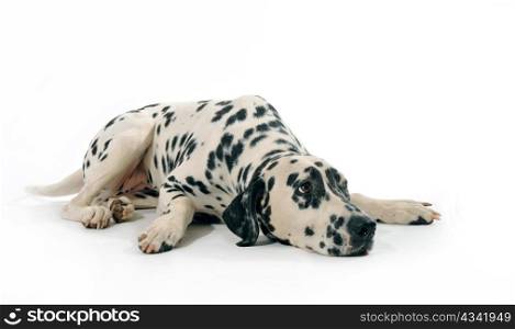 portrait of a purebred dalmatian lying down on a white background