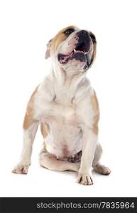 portrait of a purebred english bulldog in front of white background