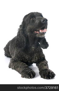 portrait of a purebred english cocker in a studio