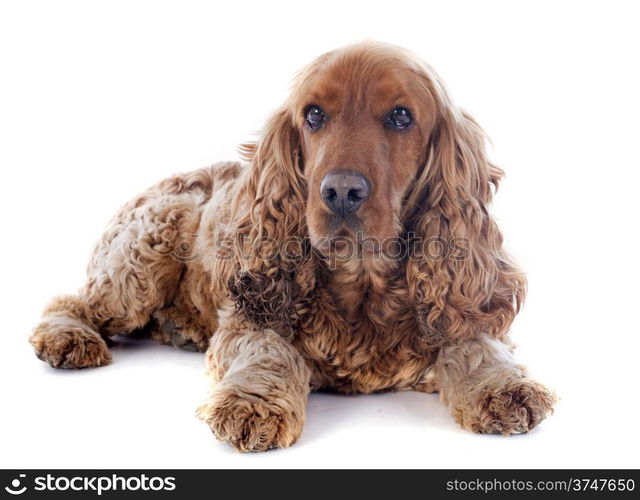 portrait of a purebred english cocker in a studio