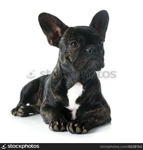 portrait of a purebred french bulldog in front of white background