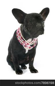 portrait of a purebred french bulldog in front of white background
