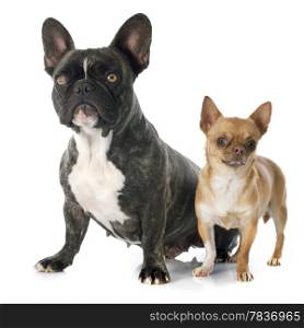 portrait of a purebred french bulldogand chihuahua in front of white background