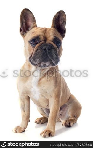 portrait of a purebred french bulldogin front of white background