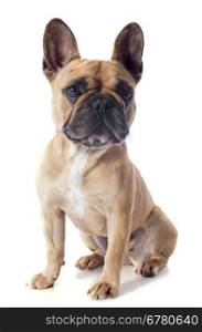 portrait of a purebred french bulldogin front of white background