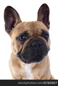 portrait of a purebred french bulldogin front of white background