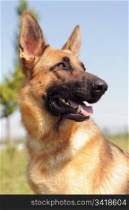 portrait of a purebred german shepherd in front of blue sky