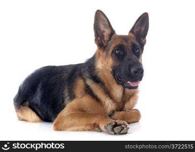 portrait of a purebred german shepherd in front of white background