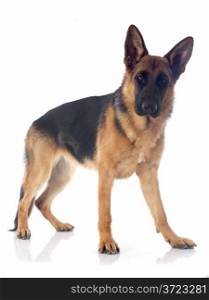 portrait of a purebred german shepherd in front of white background