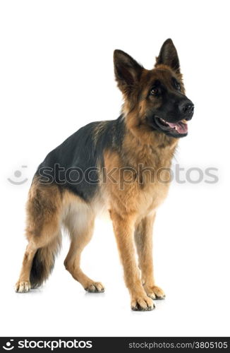 portrait of a purebred german shepherd in front of white background