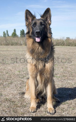 portrait of a purebred german shepherd outdoors