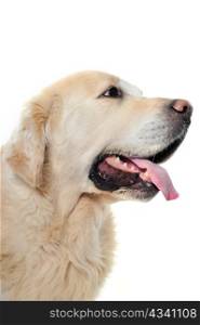 portrait of a purebred golden retriever in front of a white background