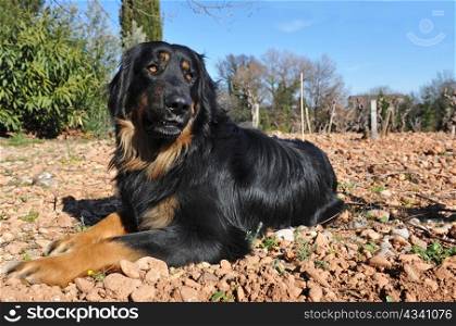 portrait of a purebred hovawart lying down in a field