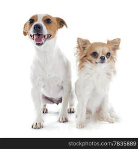 portrait of a purebred jack russel terrier and chihuahua in studio