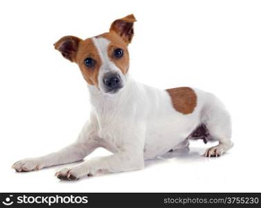 portrait of a purebred jack russel terrier in studio