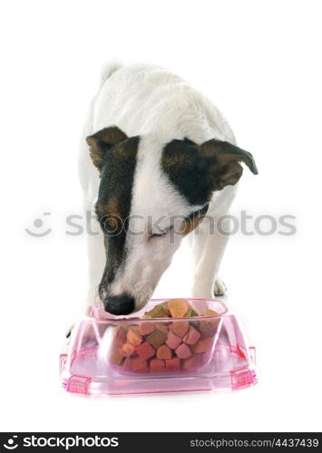 portrait of a purebred jack russel terrier in studio