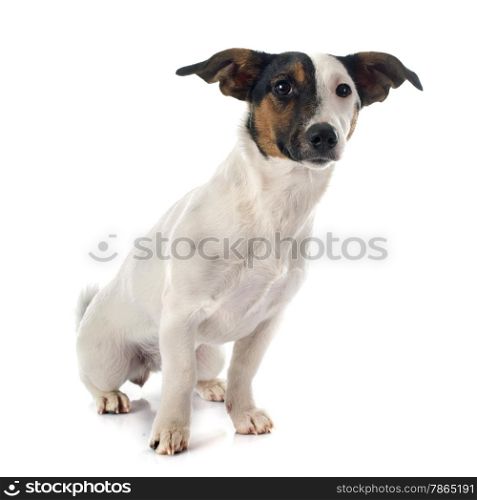 portrait of a purebred jack russel terrier in studio