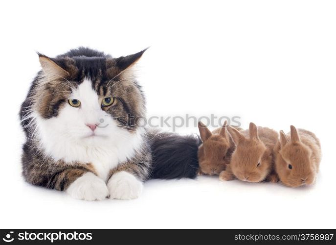 portrait of a purebred maine coon cat and bunny on a white background