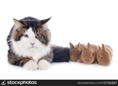 portrait of a purebred maine coon cat and bunny on a white background