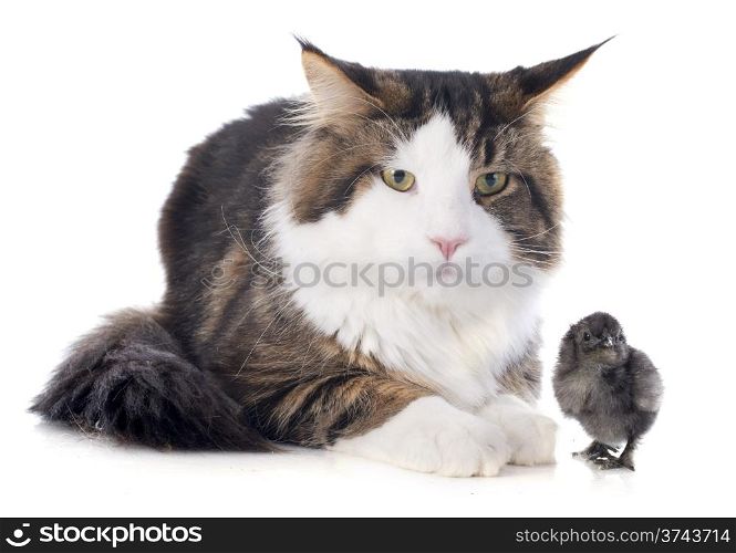 portrait of a purebred maine coon cat and chick on a white background