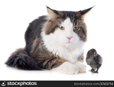 portrait of a purebred maine coon cat and chick on a white background