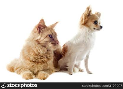 portrait of a purebred maine coon cat and chihuahua on a white background