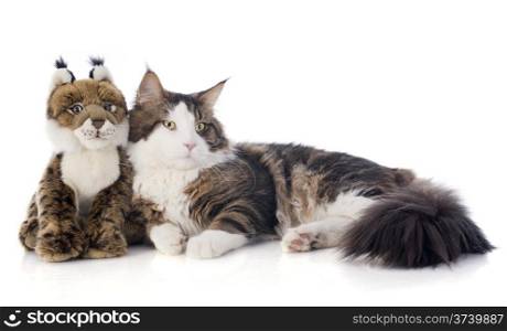 portrait of a purebred maine coon cat and cuddly toy on a white background