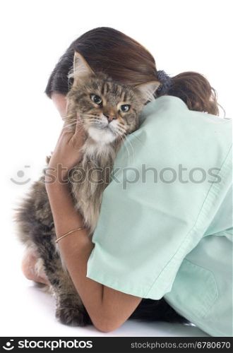 portrait of a purebred maine coon cat and vet on a white background