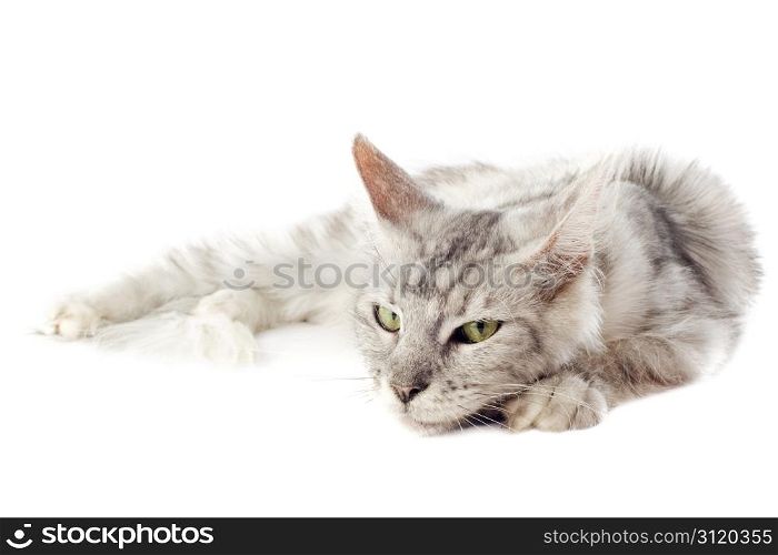 portrait of a purebred maine coon cat laid down on a white background