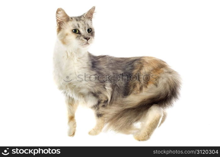 portrait of a purebred maine coon cat on a white background