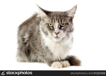 portrait of a purebred maine coon cat on a white background