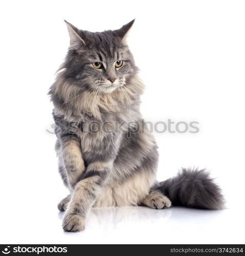 portrait of a purebred maine coon cat on a white background