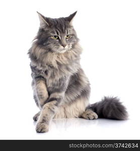 portrait of a purebred maine coon cat on a white background