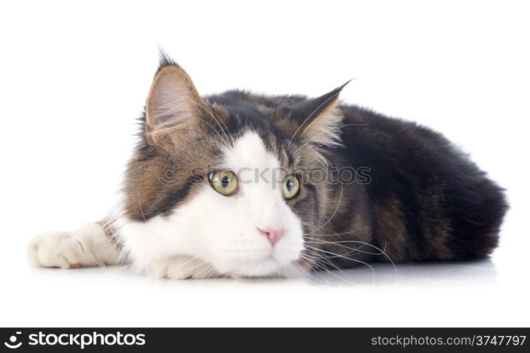 portrait of a purebred maine coon cat on a white background