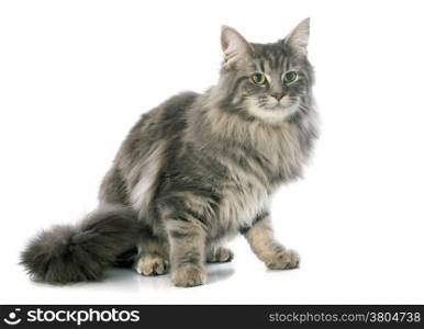 portrait of a purebred maine coon cat on a white background