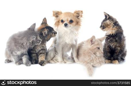 portrait of a purebred maine coon kitten and chihuahua on a white background