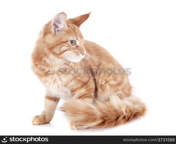 portrait of a purebred maine coon kitten, four month old, on a white background