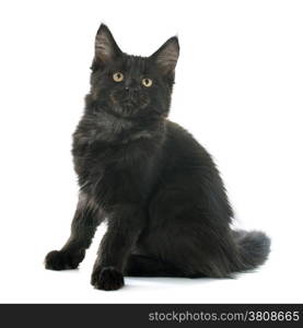 portrait of a purebred maine coon kitten on a white background