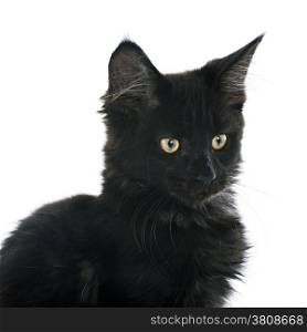 portrait of a purebred maine coon kitten on a white background