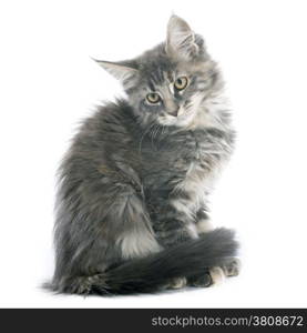 portrait of a purebred maine coon kitten on a white background