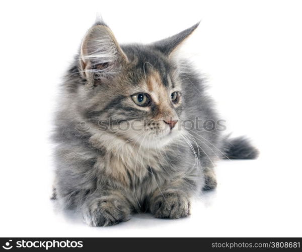 portrait of a purebred maine coon kitten on a white background