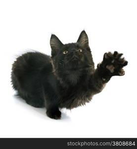 portrait of a purebred maine coon kitten on a white background