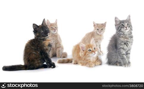 portrait of a purebred maine coon kitten on a white background