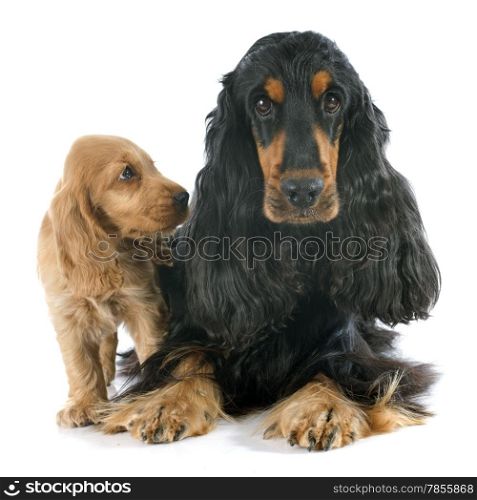 portrait of a purebred puppy and adult english cocker in a studio