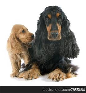 portrait of a purebred puppy and adult english cocker in a studio