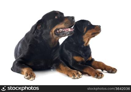portrait of a purebred puppy and adult rottweiler in front of white background