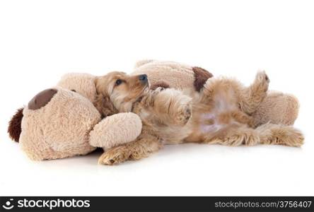 portrait of a purebred puppy english cocker and toy in a studio