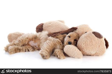portrait of a purebred puppy english cocker and toy in a studio