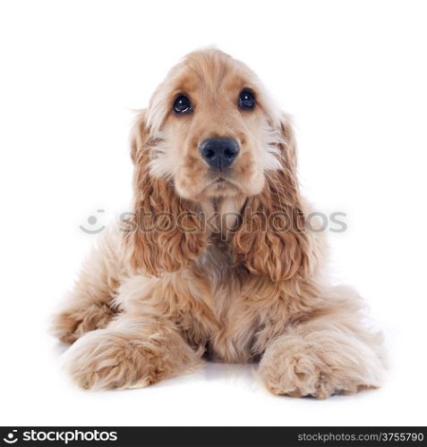 portrait of a purebred puppy english cocker in a studio