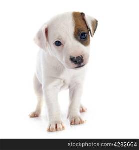 portrait of a purebred puppy jack russel terrier in studio